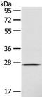 C-Type Lectin Domain Family 4 Member D antibody, TA322105, Origene, Western Blot image 