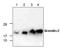 Gremlin 2, DAN Family BMP Antagonist antibody, TA319115, Origene, Western Blot image 