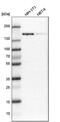 TATA element modulatory factor antibody, PA5-52598, Invitrogen Antibodies, Western Blot image 