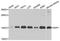 S-Phase Kinase Associated Protein 1 antibody, A2566, ABclonal Technology, Western Blot image 