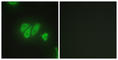 PDZ Domain Containing 2 antibody, abx013282, Abbexa, Western Blot image 
