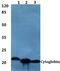 HGb antibody, PA5-75671, Invitrogen Antibodies, Western Blot image 