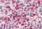 Glucose-6-phosphate 1-dehydrogenase antibody, MBS242686, MyBioSource, Immunohistochemistry frozen image 