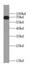 CREB2 antibody, FNab00661, FineTest, Western Blot image 