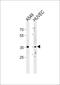 Homeobox protein Hox-B5 antibody, PA5-72475, Invitrogen Antibodies, Western Blot image 