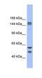 FBXL10 antibody, orb324814, Biorbyt, Western Blot image 