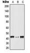 p38 antibody, LS-C353960, Lifespan Biosciences, Western Blot image 