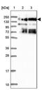 Protein strawberry notch homolog 1 antibody, PA5-59965, Invitrogen Antibodies, Western Blot image 