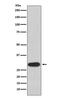 Oligodendrocyte Transcription Factor 3 antibody, M11400, Boster Biological Technology, Western Blot image 