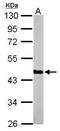 Phosphoglycerate kinase 1 antibody, GTX101405, GeneTex, Western Blot image 