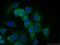 BCL2 Associated Athanogene 4 antibody, 13913-1-AP, Proteintech Group, Immunofluorescence image 