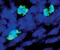 Histone H3 antibody, PA5-17318, Invitrogen Antibodies, Immunofluorescence image 