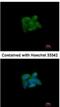 Sulfite oxidase, mitochondrial antibody, NBP1-32423, Novus Biologicals, Immunofluorescence image 