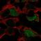 POU Class 3 Homeobox 4 antibody, HPA062295, Atlas Antibodies, Immunocytochemistry image 