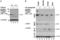 IAP2 antibody, ALX-803-335-C100, Enzo Life Sciences, Western Blot image 