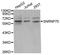U1 small nuclear ribonucleoprotein 70 kDa antibody, orb373335, Biorbyt, Western Blot image 