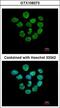 H2A Histone Family Member Z antibody, LS-C185966, Lifespan Biosciences, Immunocytochemistry image 