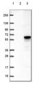 Thioredoxin Interacting Protein antibody, HPA053694, Atlas Antibodies, Western Blot image 
