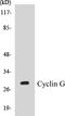 Cyclin G1 antibody, EKC1158, Boster Biological Technology, Western Blot image 