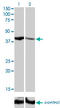 SHOX2 antibody, LS-C198192, Lifespan Biosciences, Western Blot image 