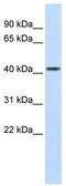 Carboxypeptidase B2 antibody, TA332132, Origene, Western Blot image 
