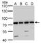 GTP Binding Protein 4 antibody, GTX110825, GeneTex, Western Blot image 