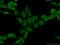 Mortality factor 4-like protein 1 antibody, 55257-1-AP, Proteintech Group, Immunofluorescence image 