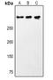 Chromodomain Helicase DNA Binding Protein 9 antibody, orb411922, Biorbyt, Western Blot image 
