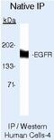 EGFR antibody, MA5-12875, Invitrogen Antibodies, Immunoprecipitation image 