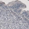 Phosphoglucomutase-1 antibody, AMAb91156, Atlas Antibodies, Immunohistochemistry frozen image 