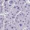 Terminal Nucleotidyltransferase 5D antibody, HPA059362, Atlas Antibodies, Immunohistochemistry frozen image 