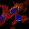 BRI antibody, HPA029292, Atlas Antibodies, Immunofluorescence image 