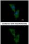 Engulfment And Cell Motility 1 antibody, PA5-28406, Invitrogen Antibodies, Immunofluorescence image 