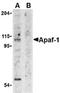 APAF antibody, ADI-AAP-300-E, Enzo Life Sciences, Western Blot image 