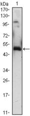 Krox-24 antibody, AM06427SU-N, Origene, Western Blot image 