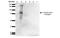 O-Linked N-Acetylglucosamine antibody, NBP2-59385, Novus Biologicals, Western Blot image 