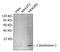 CYCS antibody, LS-C203199, Lifespan Biosciences, Western Blot image 