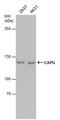 Non-SMC Condensin I Complex Subunit G antibody, PA5-78557, Invitrogen Antibodies, Western Blot image 