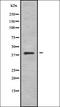 Protein Wnt-10b antibody, orb337834, Biorbyt, Western Blot image 