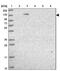 DNA polymerase delta catalytic subunit antibody, NBP2-33466, Novus Biologicals, Western Blot image 