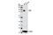 BRCA1 Associated Protein 1 antibody, 13271S, Cell Signaling Technology, Western Blot image 