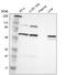 Phosphatidylinositol 4-Kinase Beta antibody, HPA006280, Atlas Antibodies, Western Blot image 