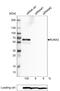 RUNX Family Transcription Factor 2 antibody, NBP2-52887, Novus Biologicals, Western Blot image 