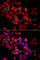 p220 antibody, A7552, ABclonal Technology, Immunofluorescence image 