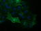 L1CAM antibody, TA502391, Origene, Immunofluorescence image 