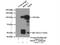 Histone Deacetylase 7 antibody, 26207-1-AP, Proteintech Group, Immunoprecipitation image 