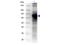 FITC antibody, NB100-2082, Novus Biologicals, Western Blot image 