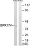 Probable G-protein coupled receptor 174 antibody, LS-C120701, Lifespan Biosciences, Western Blot image 