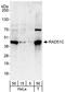 DNA repair protein RAD51 homolog 3 antibody, A302-645A, Bethyl Labs, Western Blot image 