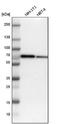 Switch-associated protein 70 antibody, NBP1-82979, Novus Biologicals, Western Blot image 